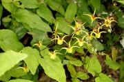 Epimedium davidii