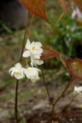 Epimedium diphyllum