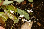 Epimedium dolichostemon