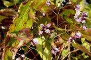 Epimedium elachyphyllum