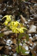 Epimedium flavum