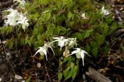 Epimedium grandiflorum Creeping Yellow