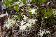 Epimedium grandiflorum var. cremeum