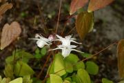 Epimedium grandiflorum Elfenkönigin