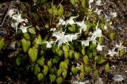 Epimedium grandiflorum 'Nanum'