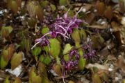 Epimedium grandiflorum 'Purple Prince'