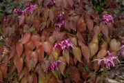 Epimedium grandiflorum 'Red Beauty'