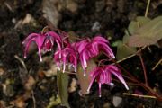 grandiflorum 'Red Beauty'