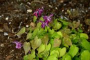 Epimedium grandiflorum 'Shiho'