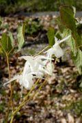 grandiflorum 'White Queen'