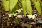 Epimedium grandiflorum f. flavescens 'La Rocaile'