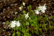 Epimedium grandiflorum var. higoense