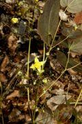 Epimedium hunanense