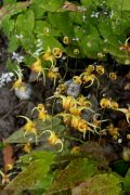 Epimedium Amber Queen