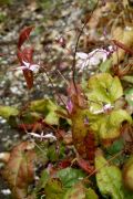 Epimedium 'Asiatic Hybrid'