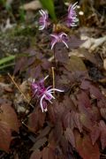 Epimedium 'Kodai Murasaki'