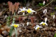 Epimedium Mandarin Star