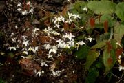 Epimedium 'Mandarin Star'