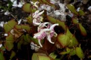 Epimedium 'Miyako'