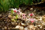 Epimedium Pink Champagne