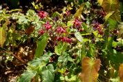 Epimedium 'Red Maximum'