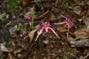 Epimedium 'Red Maximum'