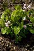 Epimedium 'Sasaki'