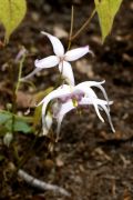 Epimedium leptorrhizum