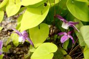 Epimedium macrosepalum