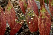 Epimedium sagittatum 'Warlord'