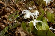 Epimedium sempervirens Okuda's White