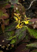 Epimedium schuichengense