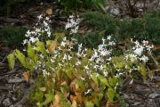 Epimedium stellulatum 'Long Leaf Form'