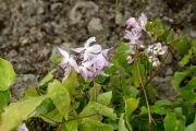 Epimedium x youngianum