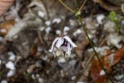 Epimedium zhushanense