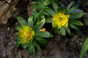 Eranthis 'Noel Ayres'