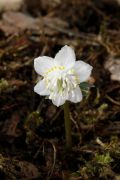 Eranthis sibirica