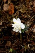 Eranthis sibirica