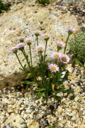 Erigeron alpiniformis