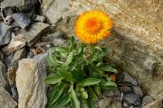 Erigeron aurantiacus