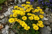 Erigeron chrysopsidis Grand Ridge