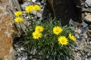 Erigeron chrysopsidis