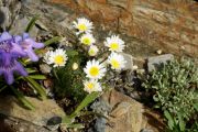 Erigeron compositus Mt Adams