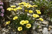 Erigeron 'Canary Bird'