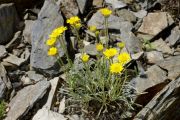 Erigeron linearis