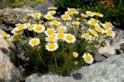 Erigeron montanensis