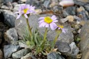 Erigeron pygmaeus