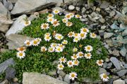 Erigeron scopulinus