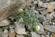 Erigeron uncialis