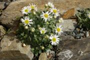 Erigeron uncialis var. conjugens